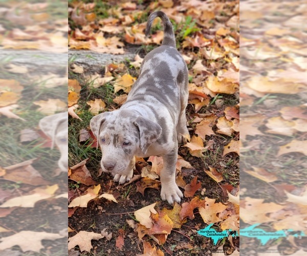 Medium Photo #7 Catahoula Leopard Dog Puppy For Sale in MORAN, MI, USA