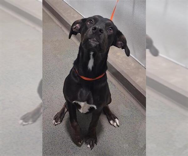 Medium Photo #1 Mutt Puppy For Sale in Bakersfield, CA, USA