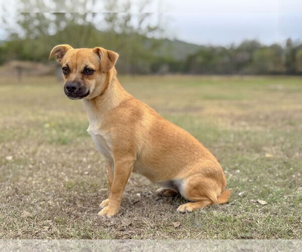 Medium Photo #3 Pug-Unknown Mix Puppy For Sale in PIPE CREEK, TX, USA