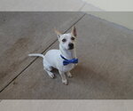Small Chihuahua Mix