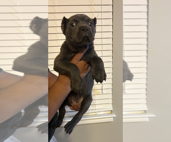 Medium Photo #2 Cane Corso Puppy For Sale in PIKESVILLE, MD, USA