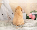 Small Photo #4 Golden Retriever Puppy For Sale in WARSAW, IN, USA
