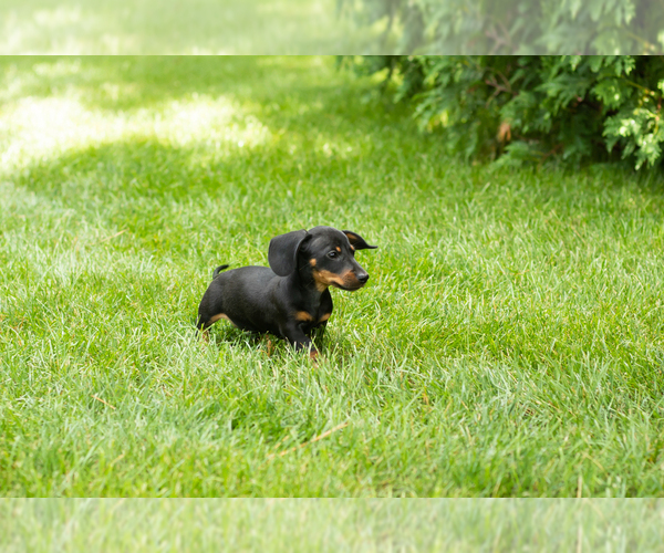 Medium Photo #3 Dachshund Puppy For Sale in MILFORD, IN, USA