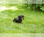 Small #2 Dachshund