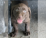 Small Photo #1 Labrador Retriever Puppy For Sale in SARASOTA, FL, USA
