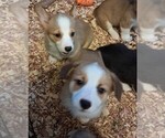 Puppy Baxter Pembroke Welsh Corgi