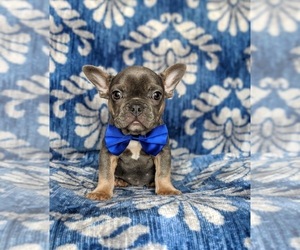 French Bulldog Puppy for sale in QUARRYVILLE, PA, USA
