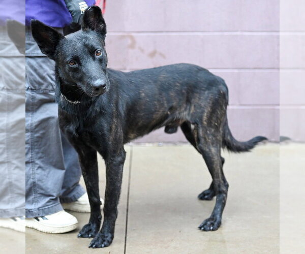 Medium Photo #4 Holland Shepherd-Unknown Mix Puppy For Sale in Imlay City, MI, USA
