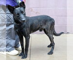 Small Photo #4 Holland Shepherd-Unknown Mix Puppy For Sale in Imlay City, MI, USA
