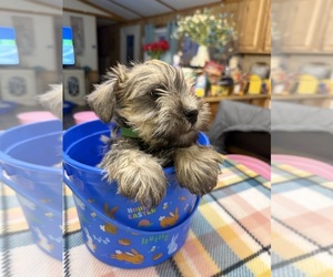 Schnauzer (Miniature) Puppy for sale in ASHEVILLE, NC, USA