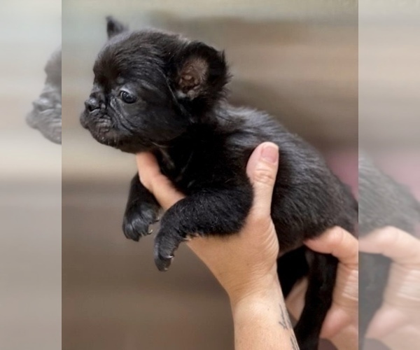 Medium Photo #4 French Bulldog Puppy For Sale in CARLSBAD, CA, USA