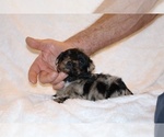 Small #3 Poodle (Toy)-YorkiePoo Mix