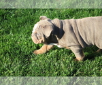 Small Photo #16 English Bulldog Puppy For Sale in HAGERSTOWN, MD, USA