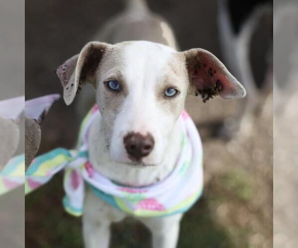 Medium Photo #1 Pointer-Unknown Mix Puppy For Sale in San Antonio, TX, USA