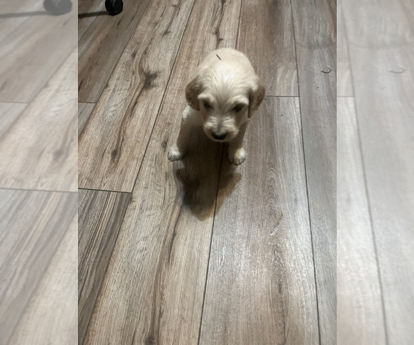 Medium Photo #10 Goldendoodle Puppy For Sale in LASCASSAS, TN, USA