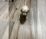 Small Photo #10 Goldendoodle Puppy For Sale in LASCASSAS, TN, USA