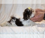 Small #18 Shih Tzu