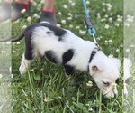 Small #2 Labrador Retriever