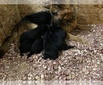 Small Photo #7 German Shepherd Dog Puppy For Sale in WESTBY, WI, USA