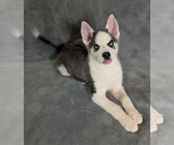 Medium Photo #1 Siberian Husky Puppy For Sale in PIPE CREEK, TX, USA