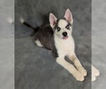 Small Siberian Husky