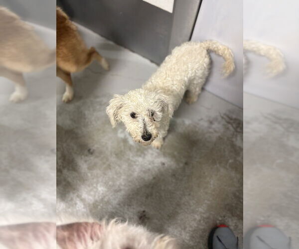 Medium Photo #2 Poodle (Miniature) Puppy For Sale in Studio City, CA, USA