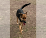 Small German Shepherd Dog Mix