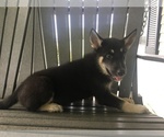 Small Photo #3 German Shepherd Dog-Siberian Husky Mix Puppy For Sale in PORT ROYAL, PA, USA