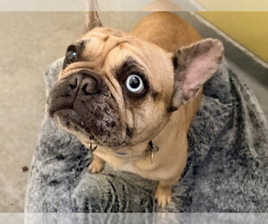 French Bulldog Dogs for adoption in Redwood City, CA, USA