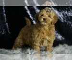 Small #4 Goldendoodle (Miniature)
