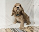 Small #1 English Cocker Spaniel