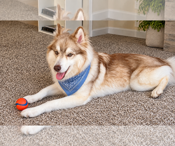 Medium Photo #2 Siberian Husky Puppy For Sale in Euless, TX, USA