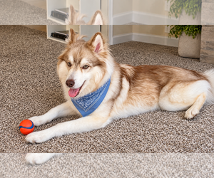 Loki - Male Siberian Husky Dog for Adoption - Photo #2