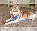 Small Photo #2 Siberian Husky Puppy For Sale in Euless, TX, USA