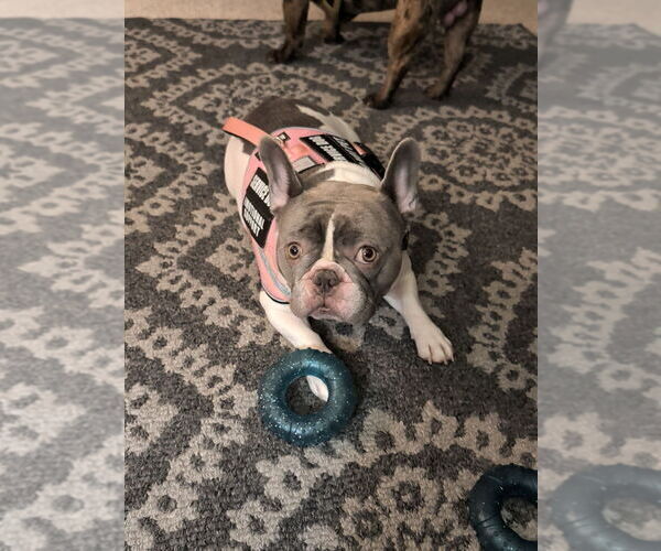 Medium Photo #1 French Bulldog Puppy For Sale in SNELLVILLE, GA, USA