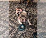 Small Photo #1 French Bulldog Puppy For Sale in SNELLVILLE, GA, USA