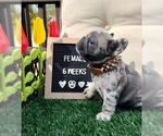 Small Photo #5 French Bulldog Puppy For Sale in RIVERSIDE, CA, USA