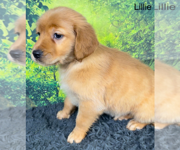 Medium Photo #4 Golden Retriever Puppy For Sale in AZLE, TX, USA