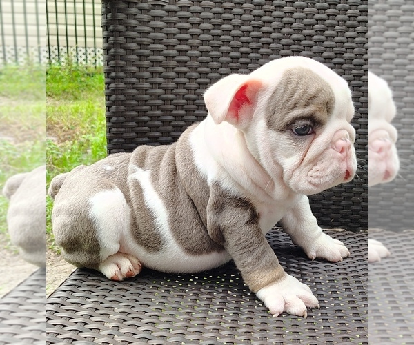 Medium Photo #2 English Bulldog Puppy For Sale in BRANDON, FL, USA