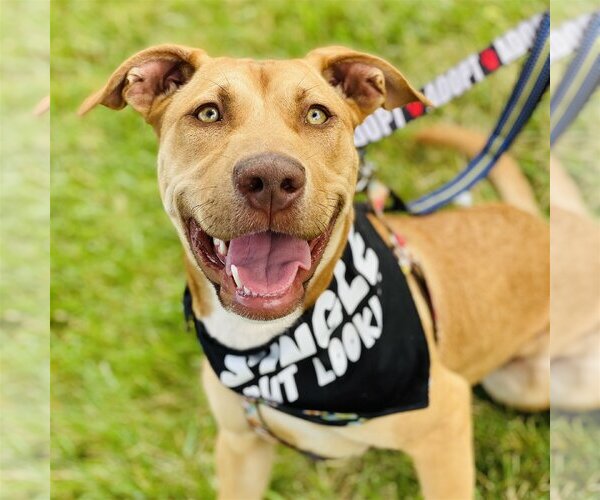Medium Photo #9 American Pit Bull Terrier-Unknown Mix Puppy For Sale in Fairfax, VA, USA