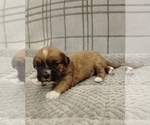 Small Photo #11 Puggle-Shih Tzu Mix Puppy For Sale in NEW YORK MILLS, MN, USA