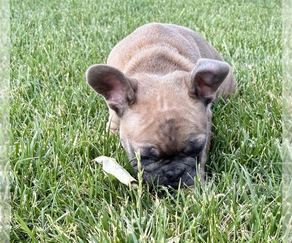 Medium Photo #32 French Bulldog Puppy For Sale in CANYON, TX, USA