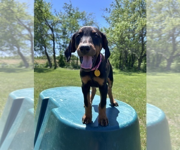 Medium Photo #16 Doberman Pinscher Puppy For Sale in BROOKFIELD, MO, USA