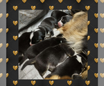 Small Photo #26 Pembroke Welsh Corgi Puppy For Sale in LOGAN, NM, USA