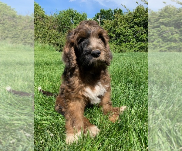 Medium Photo #4 Pyredoodle Puppy For Sale in PRESCOTT, WA, USA