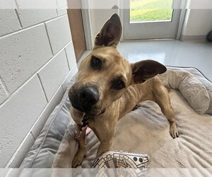 American Pit Bull Terrier Dogs for adoption in Ocala, FL, USA