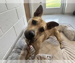 KANGA - Female American Pit Bull Terrier Dog for Adoption - Small photo