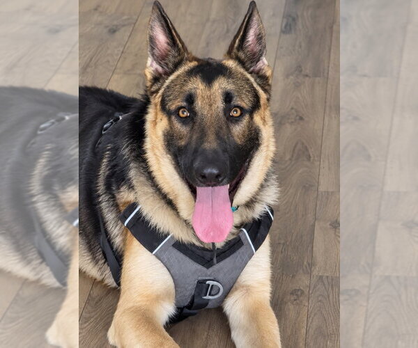 Medium Photo #1 German Shepherd Dog Puppy For Sale in Lake Forest, CA, USA