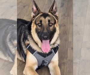 German Shepherd Dog Dogs for adoption in Lake Forest, CA, USA