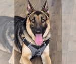 Small German Shepherd Dog